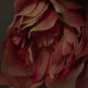 Meet your Posher, Tonya